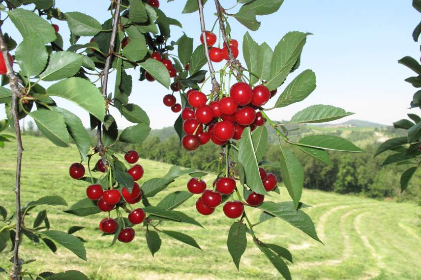 cerisier absence de fruits 