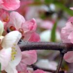 Découvrez 7 Cognassiers du Japon à floraison précoce