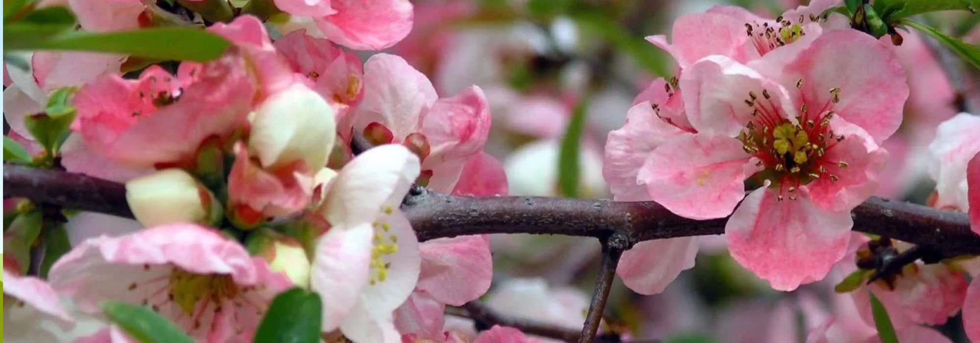 Découvrez 7 Cognassiers du Japon à floraison précoce