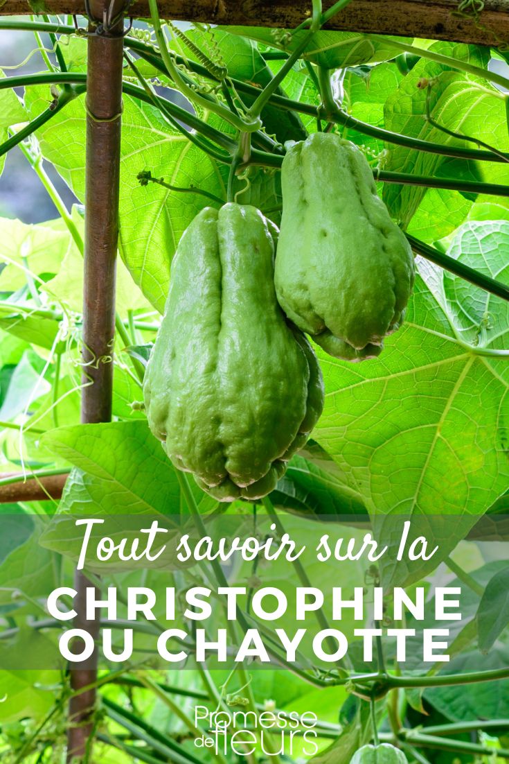 christophine