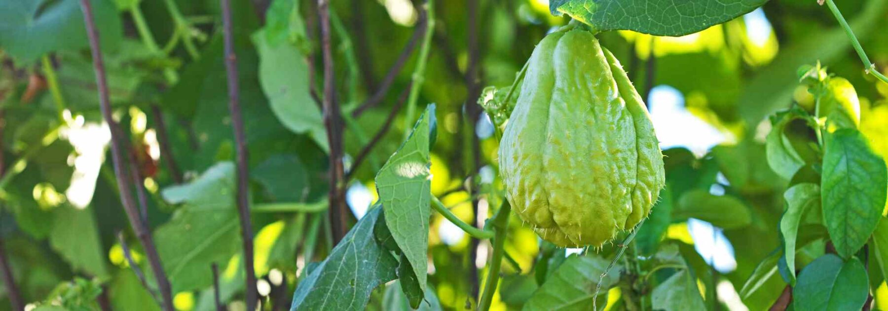 La christophine ou chayotte : planter, entretenir et récolter