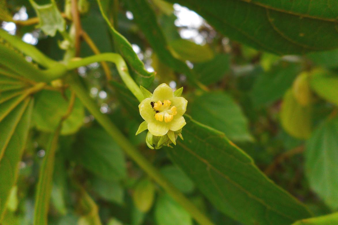 chayotte christophine plantation et culture