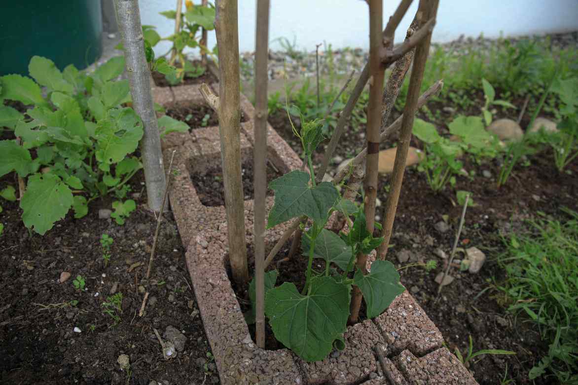 chayotte christophine plantation et culture