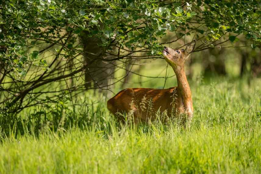 vegetal defense contre attaques animaux