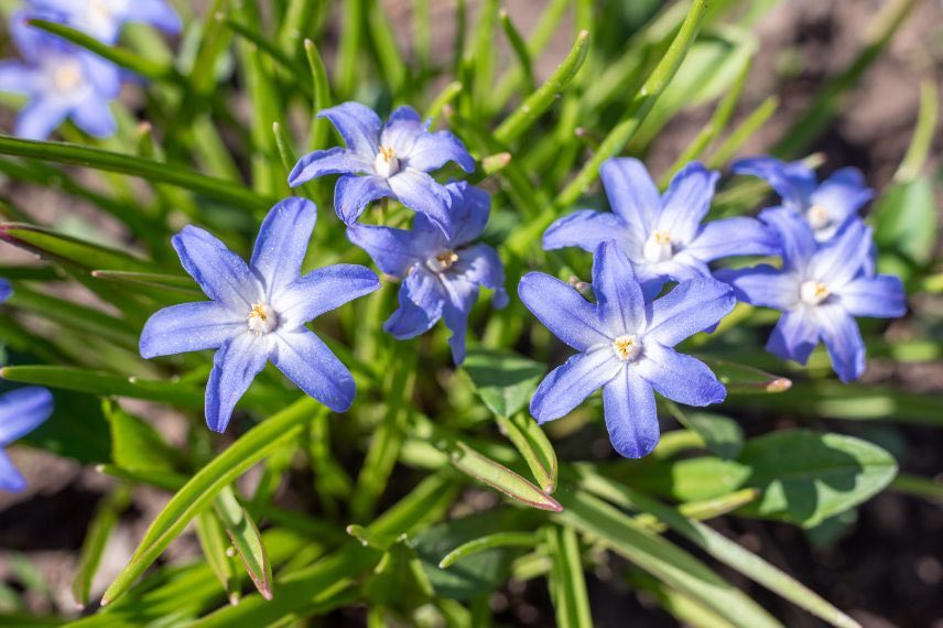 chionodoxa