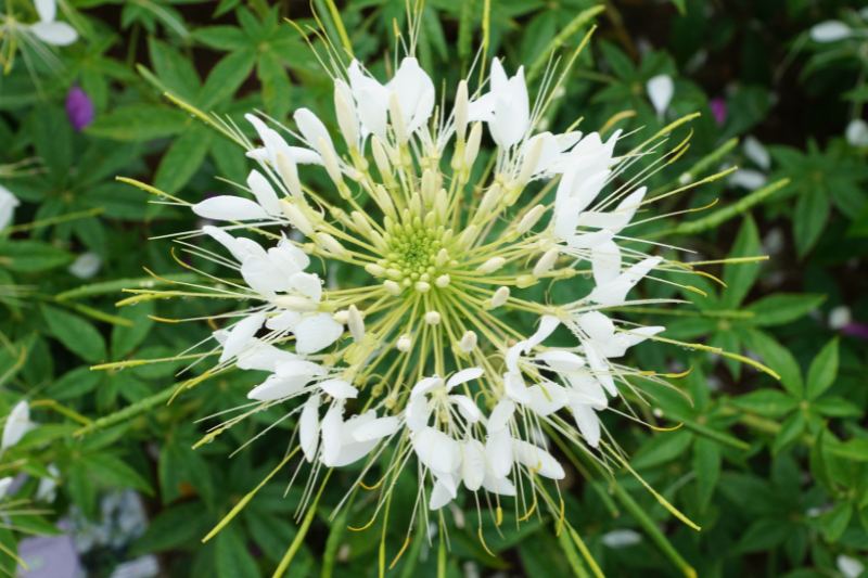 fleur cleome blanc