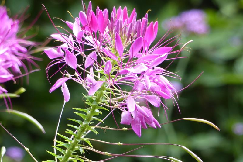 Cleome à fleurs violet mauve