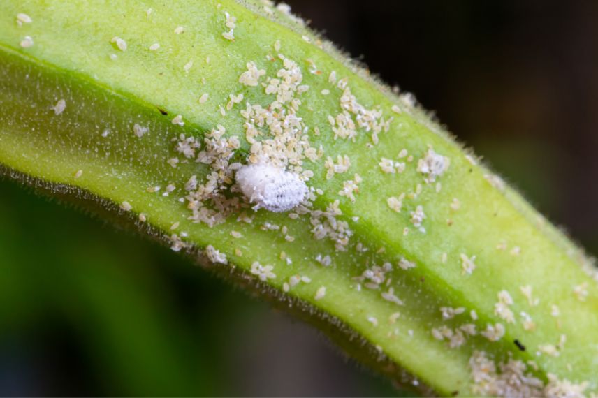 parasites cognassier du japon