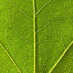 Le rôle vital de la sève, véritable "sang des plantes"
