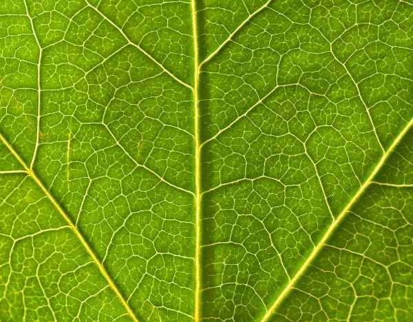 Le rôle vital de la sève, véritable "sang des plantes"