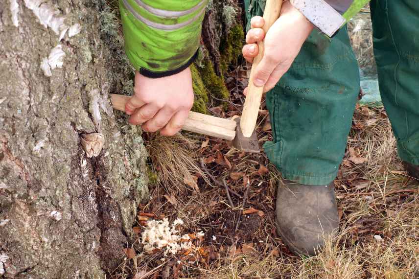 Comment récolter la sève d'un arbre
