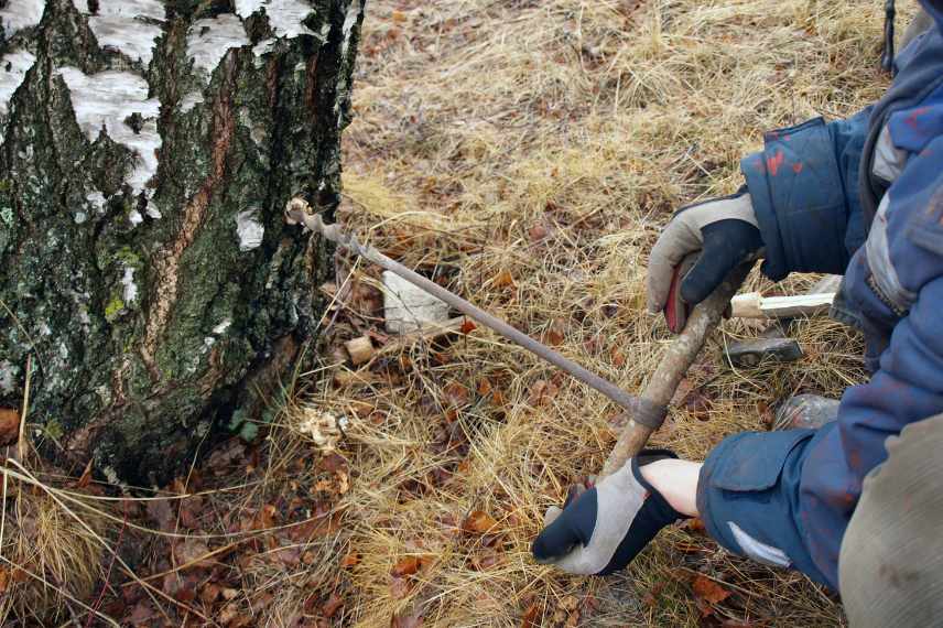 technique pour recolter la seve d arbres