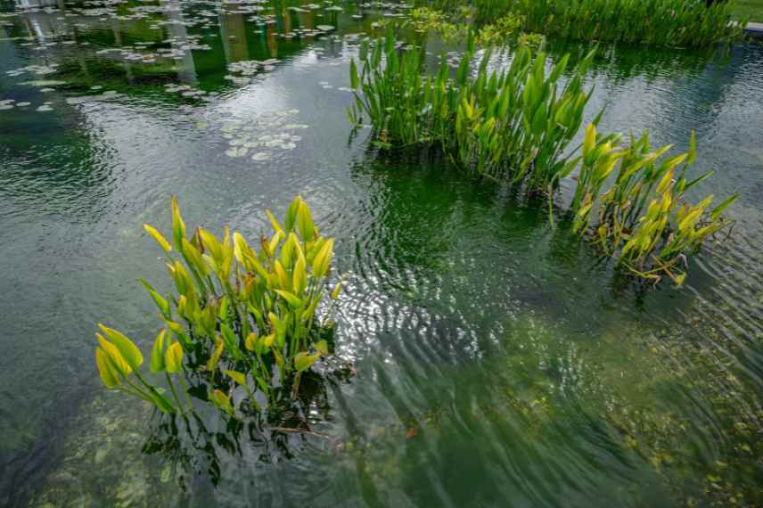 bien gerer qualite eau dans bassin mare