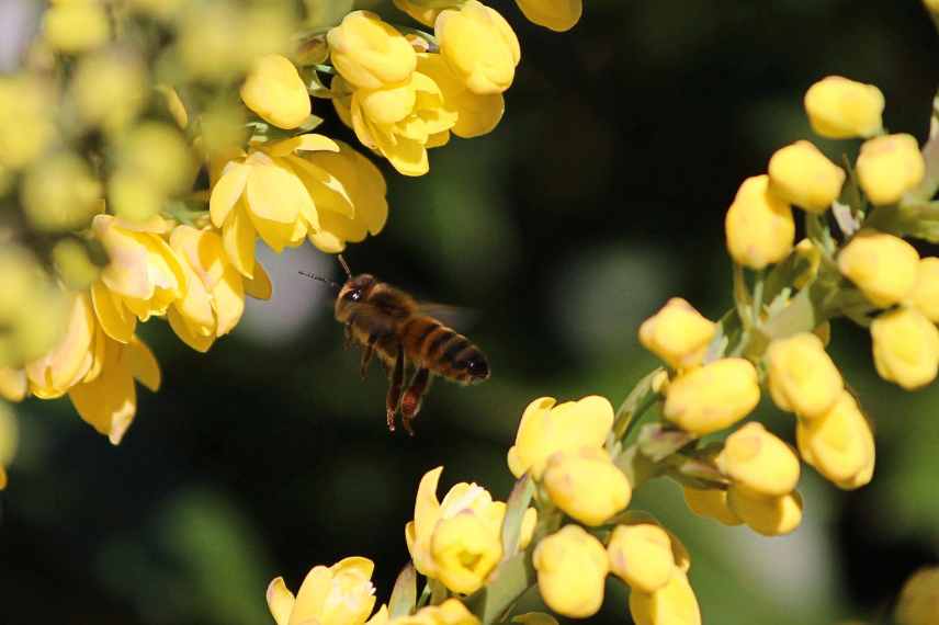 plantes et communication