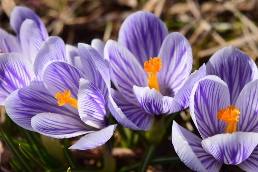 crocus