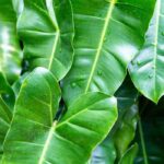 Cultiver les philodendrons en intérieur