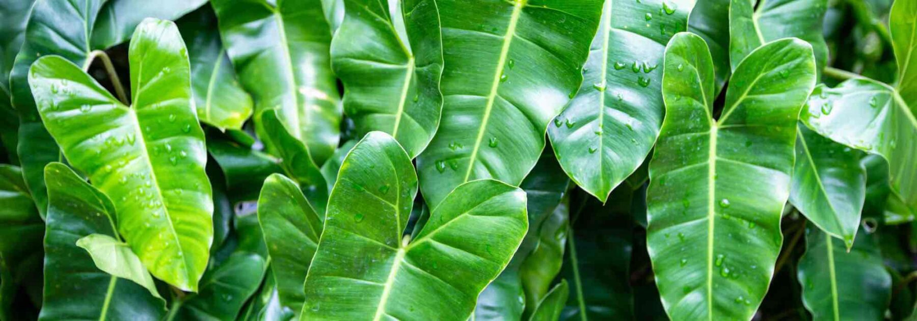 Cultiver les philodendrons en intérieur