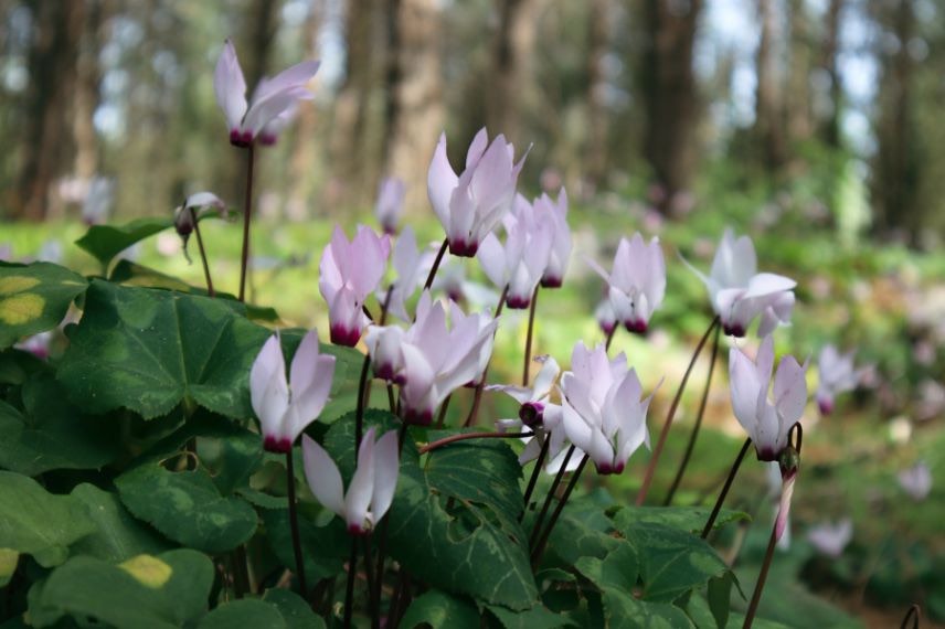 cyclamen