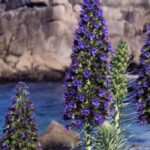 Cultiver un Echium en pot