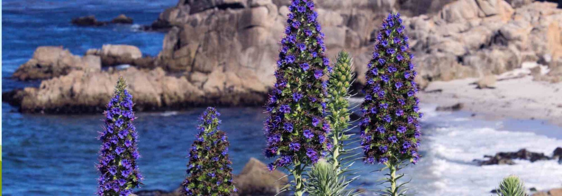 Cultiver un Echium en pot