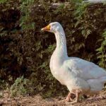 L'élevage des oies au jardin : notre guide complet