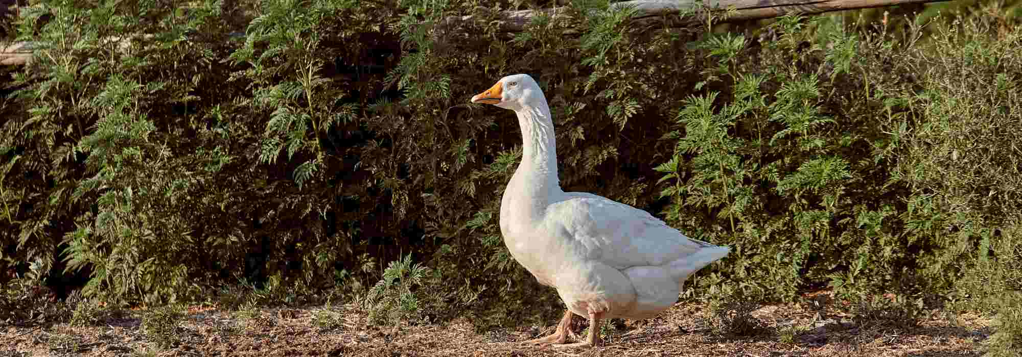 L'élevage des oies au jardin : notre guide complet