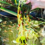 L'entretien d'un bassin de jardin au fil des saisons