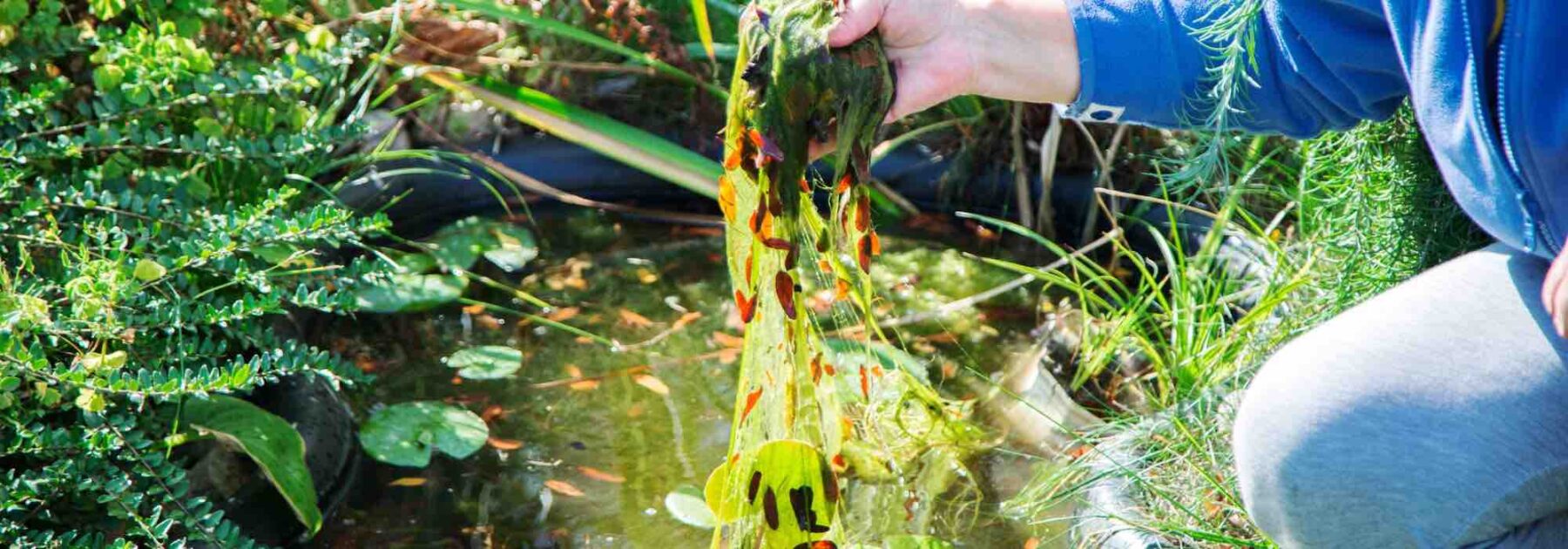 L'entretien d'un bassin de jardin au fil des saisons