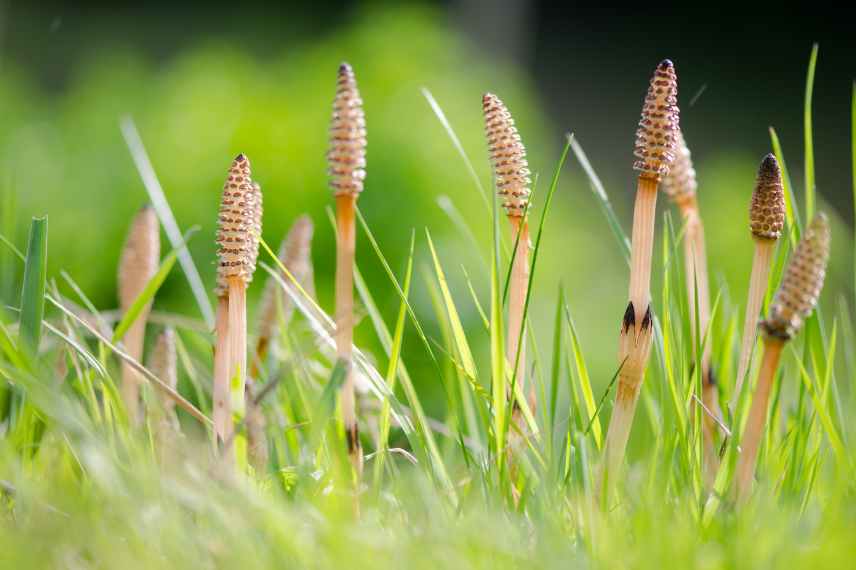 reproduction sexuee prele equisetum