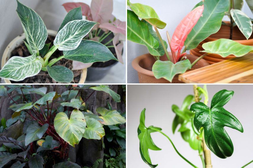 differentes variétés de philodendrons