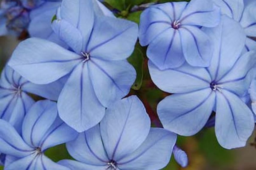 Cultiver un plumbago en pot