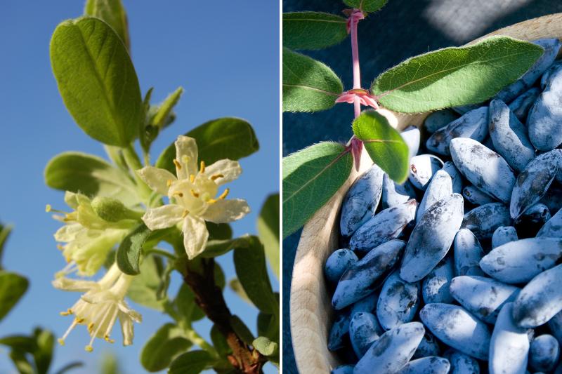 Créer un univers zen qui tient dans une soucoupe à fleurs - La Voix du Nord