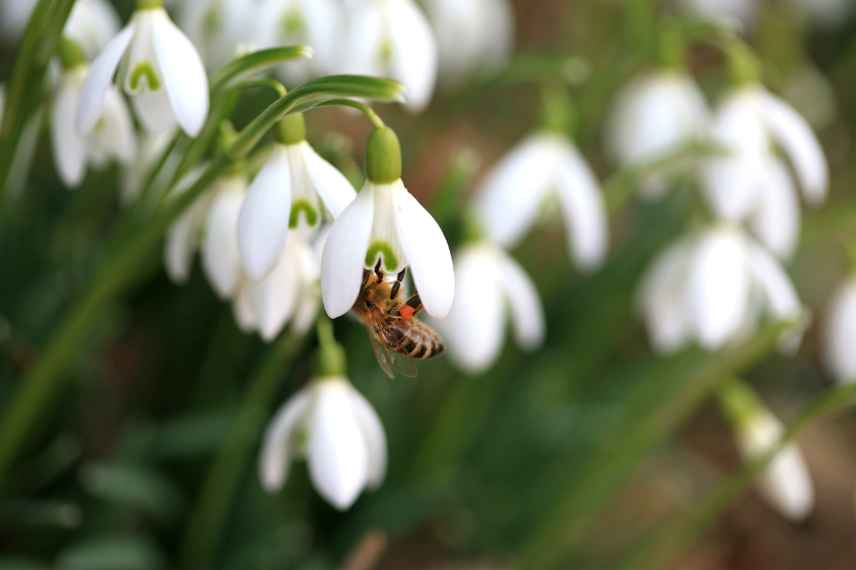 attirer insectes pollinisateurs jardin