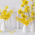 Comment forcer des rameaux de Forsythia pour des bouquets lumineux et colorés ?