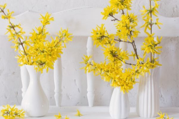 Comment forcer des rameaux de Forsythia pour des bouquets lumineux et colorés ?