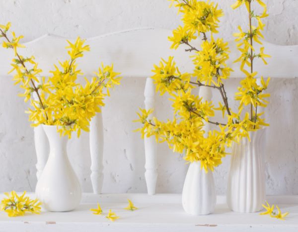 Comment forcer des rameaux de Forsythia pour des bouquets lumineux et colorés ?