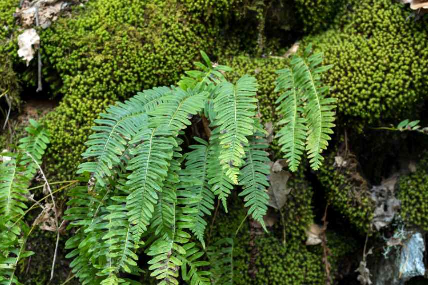 pteridophytes briophytes systeme reproduction