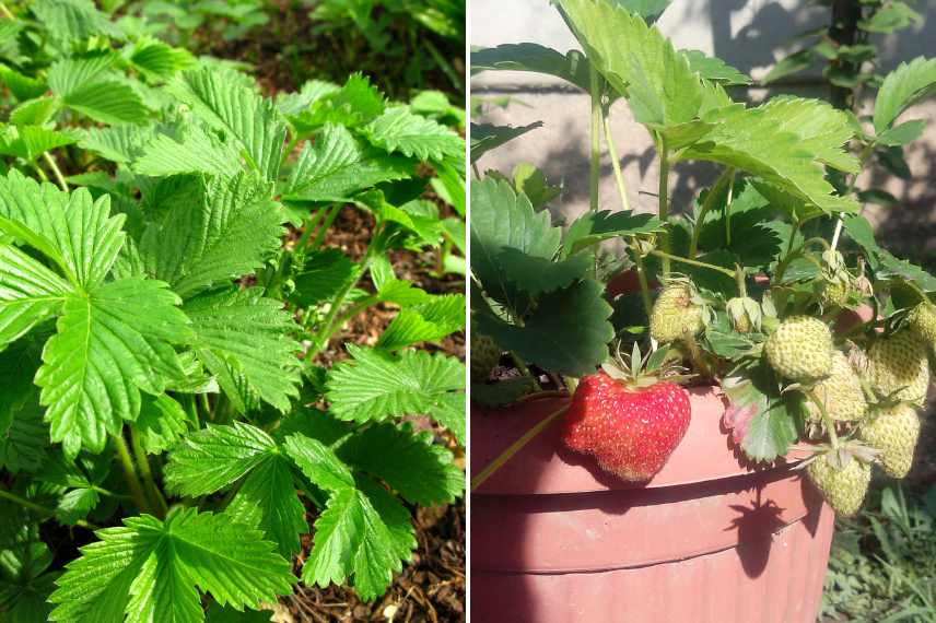 fraisiers sans fruits pourquoi ?