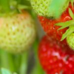 Pourquoi mes fraisiers ne donnent pas (ou peu) de fruits ?