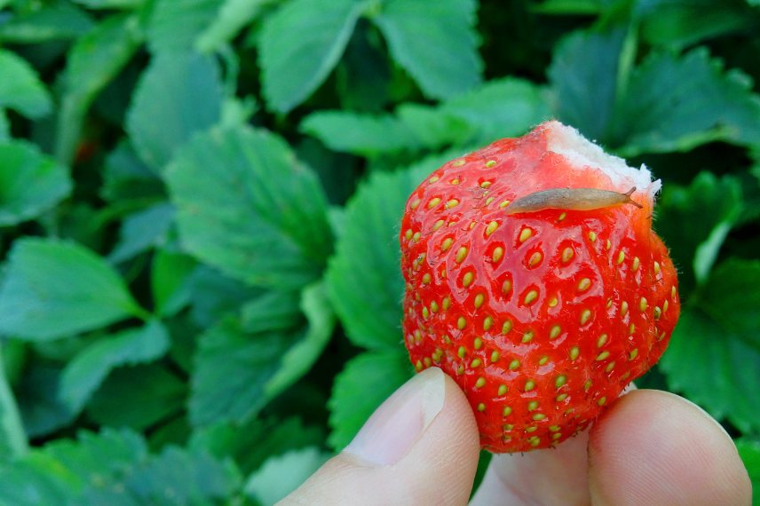 fraisiers sans fruits : nos solutions 