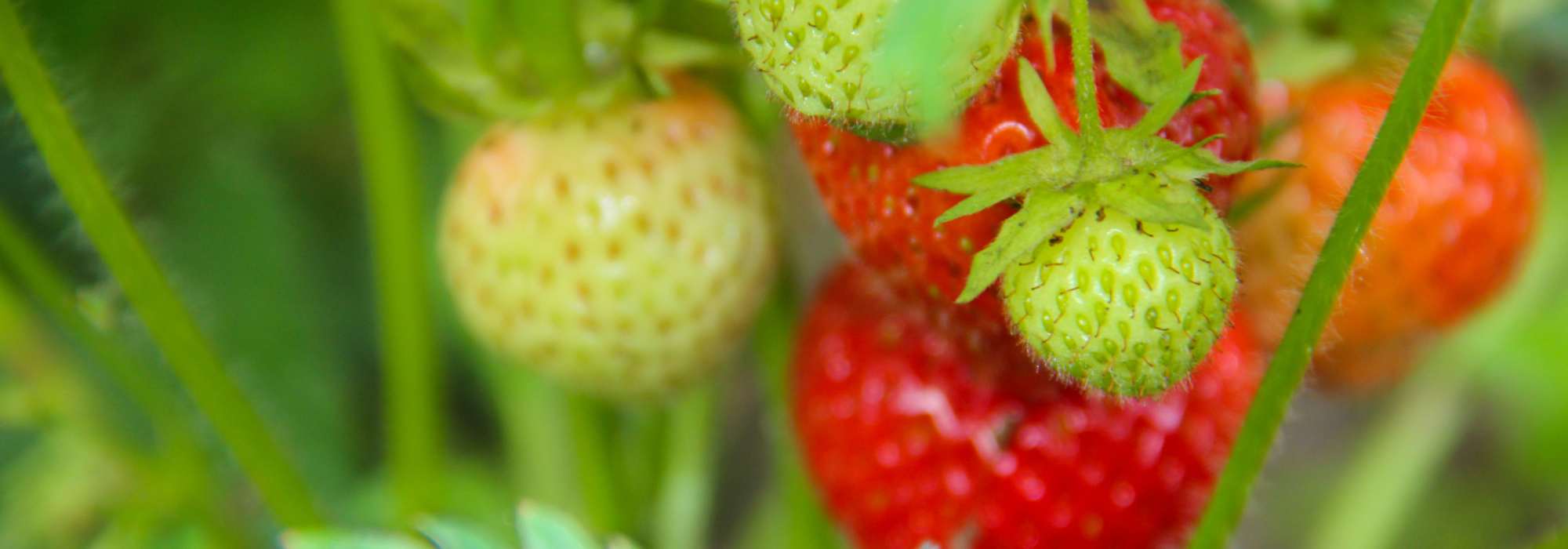 Pourquoi mes fraisiers ne donnent pas (ou peu) de fruits ?