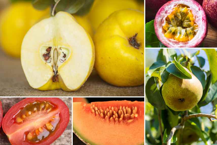 exemples fruits a pepins