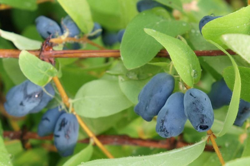 Pièges À Mouches À Fruits Puissants, 30 À 100 Pièces, Panneau