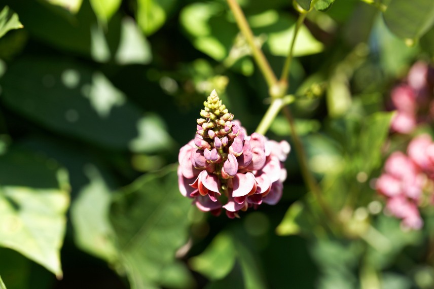 glycine tubéreuse (Apios americana) 