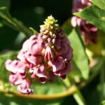 Glycine tubéreuse : plantation, entretien et récolte