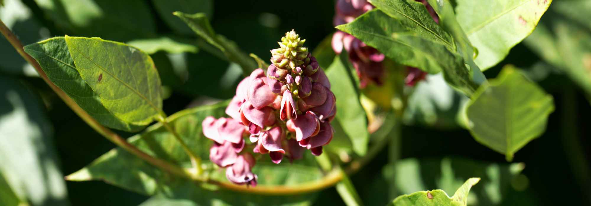 Glycine tubéreuse : plantation, entretien et récolte