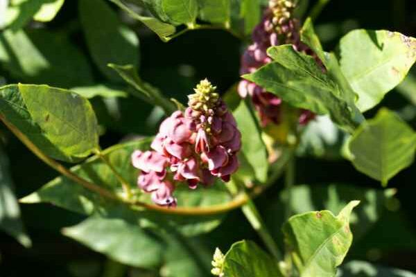 Comment utiliser la Glycine tubéreuse - Apios americana en cuisine ?