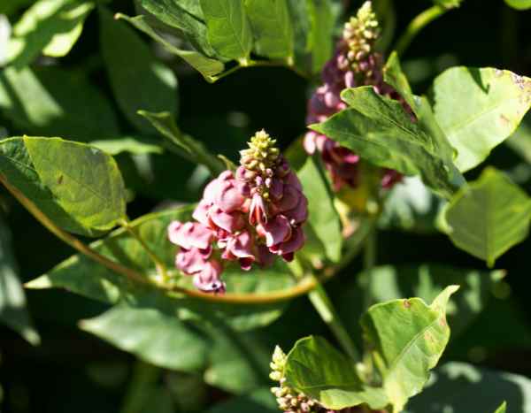 Comment utiliser la Glycine tubéreuse - Apios americana en cuisine ?