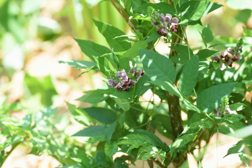 glycine tubéreuse (Apios americana) 