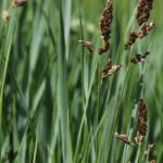 7 graminées ornementales à planter au bord de l'eau